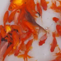 پخش عمده ماهی عمده|ماهی|قم, هنرستان|دیوار