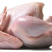 مرغ مادر هلندی