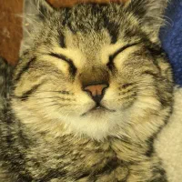 واگذاری بچه‌گربه ماده