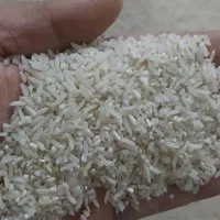 کشت دوم ۲۸۵ ت برنج طارم هاشمی ۲۵۵ سرلاشه ۱۷۵