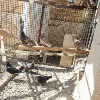 کبوتر رنگی|پرنده|اهواز, شهرک حفاری|دیوار