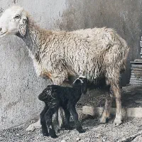 میش،ترکی با بره ماده جوان هیکلی شکم دوم|حیوانات مزرعه|وحدتیه, |دیوار