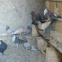 پرشی