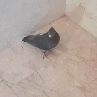 کبوتر زاغ کلادار کشیده نوک ریز تزئینی|حیوانات|قائم‌شهر, |دیوار