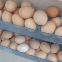 تخم مرغ رسمی