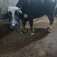 گاومیش نوبار|حیوانات مزرعه|قصابه, |دیوار