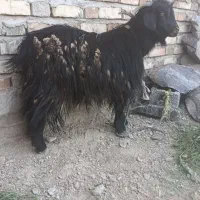 تروشت چاق کوهی