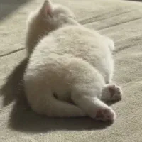 واگذاری گربه معلول