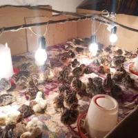 دستگاه جوجه کشی ۱۶۸ تایی اسکندری