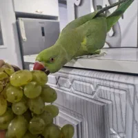 طوطی منلنگو نروماده  مولد