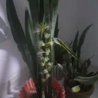 فروش گل|گل و گیاه طبیعی|مرودشت, فاز دوم شهرک فرهنگیان|دیوار