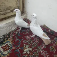 دم زرد کرمونی کاکولی دم سرخ