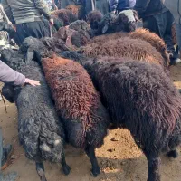 گوسفند های نر گوشتی