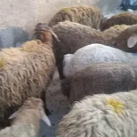 بره نر و ماده فروشی فوری|حیوانات مزرعه|تهران, افسریه|دیوار