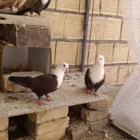 کبوتر کله سفید مخمل