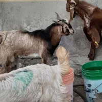 کهره نرگوشتی|حیوانات مزرعه|بندرعباس, |دیوار