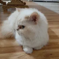 پرشین عروسکی ۲ ساله ناده