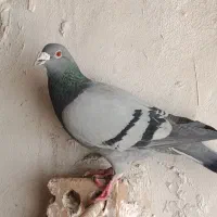 یک جفت کفتر آلمانی پلاکی مسافتی