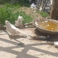 کبوتر|پرنده|جوانرود, |دیوار