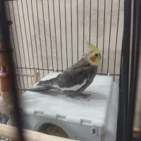 یک جفت عروس هلندی به همراه تخم