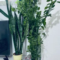 گل های آپارتمانی