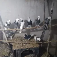 کبوتر|پرنده|گرگان, |دیوار