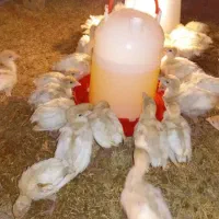 جوجه بوقلمون بیوتی 6زرین