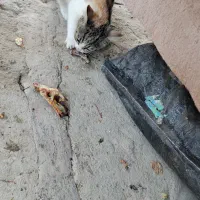 گربه