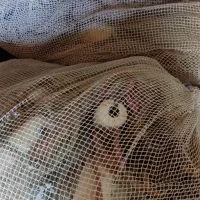 فروش جل میگو|ماهیگیری|درگهان, |دیوار