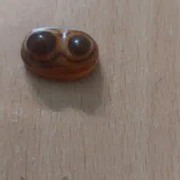 سنگ  باباقوری سه پوست