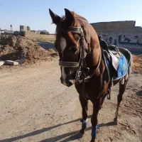 اسب نریون|اسب و تجهیزات اسب‌سواری|گناباد, |دیوار