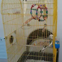 یک جفت عروس هلندی لوتینو زعفرونی