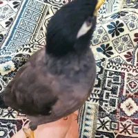 مرغ مینا سخنگو|پرنده|یزد, |دیوار