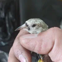 جوجه سره