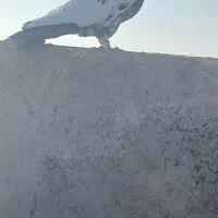 کله دم و هفرنگ پرشی کفتر بوم|پرنده|سبزوار, قصبه شرقی|دیوار