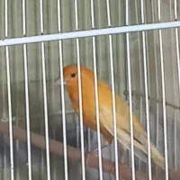 ماده قناری آماده