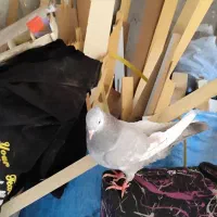کفتر سوسنی و سینه سوسنی|پرنده|شیراز, نصرآباد|دیوار