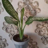 دیفن باخیا ودیفن تیکی