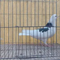 کبوتر هما تیکه پاره|پرنده|تهران, بیسیم|دیوار