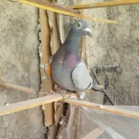 کفتر پاکستانی و پلاکی|پرنده|پاکدشت, حصار امیر|دیوار