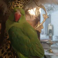 ملنگو گمشده|پرنده|بهنمیر, |دیوار