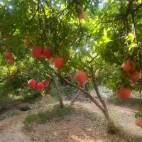 انار کوهنانی|خوردنی و آشامیدنی|کوهنانی, |دیوار