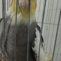 عروس هلندی نر دو عدد سخنگو
