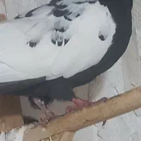 کبوتر|پرنده|گالیکش, |دیوار