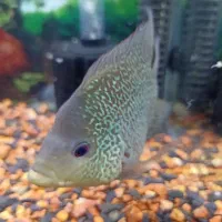 ماهی فلاور معاوضه پنکوسی یا رد تیل.اسکار