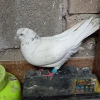 کبوتر شیخ ابری گرفتنی