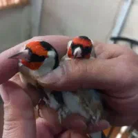 جوجه سهره متولد پانسیون یا توی تور کشیده شده