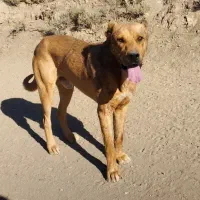 سرابی|سگ|ملایر, |دیوار