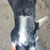 دوتا جونگ پلنگ|پرنده|زرند, |دیوار