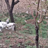 تخم مرغ نطفه دار برهما